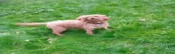Jackapoo dogs for sale: Jackapoo in Slough - Advert 7