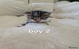 Russian Blue cats for sale: Russian blue =Main coon cross kittens  - Advert 7