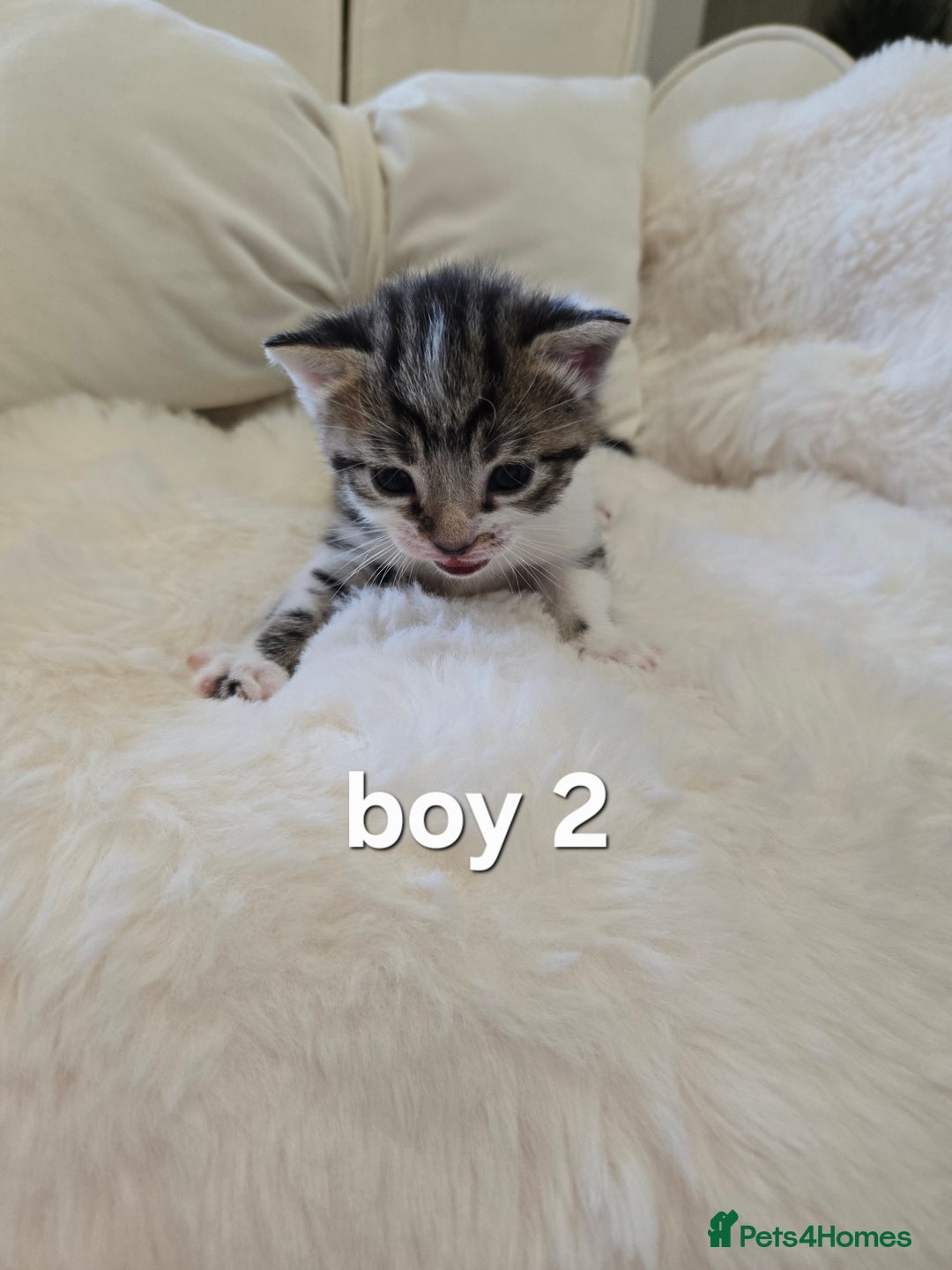 Russian Blue cats for sale: Russian blue =Main coon cross kittens  - Advert 7