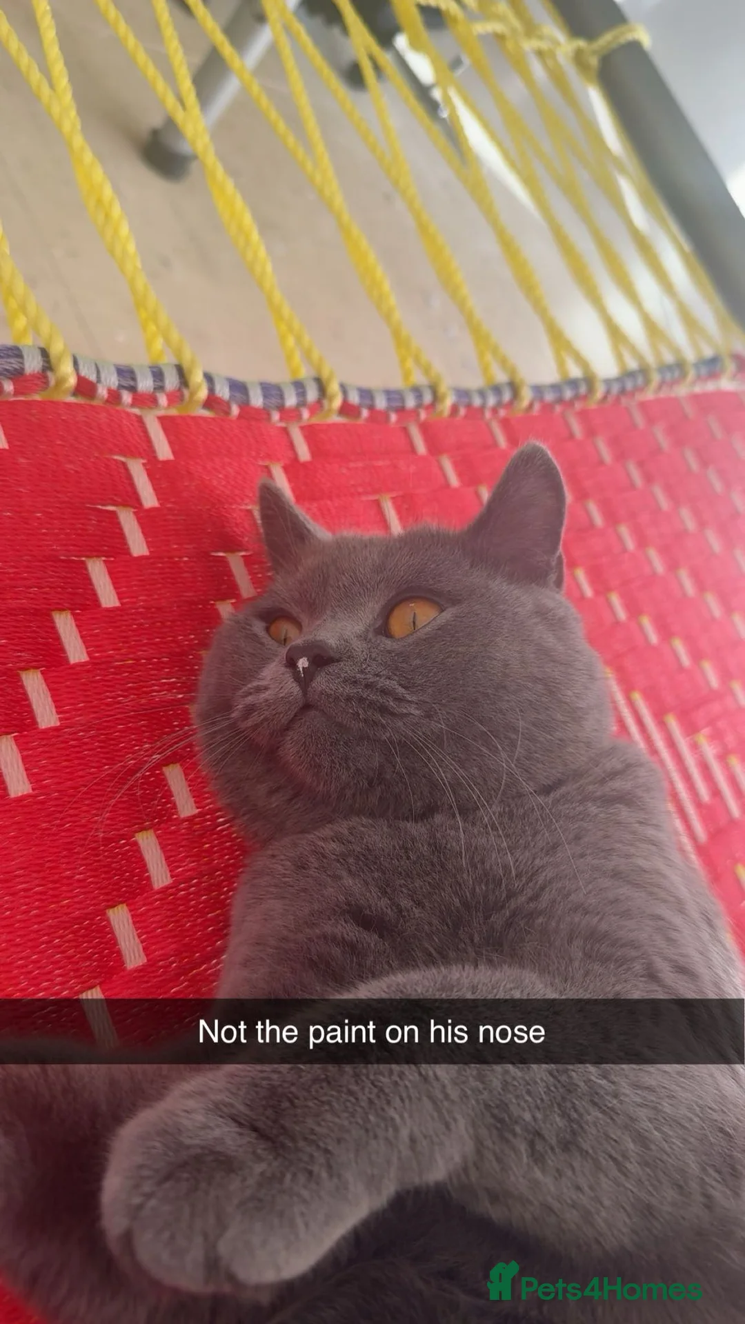 British Shorthair cats for stud: Hugo proven stud  - Advert 6