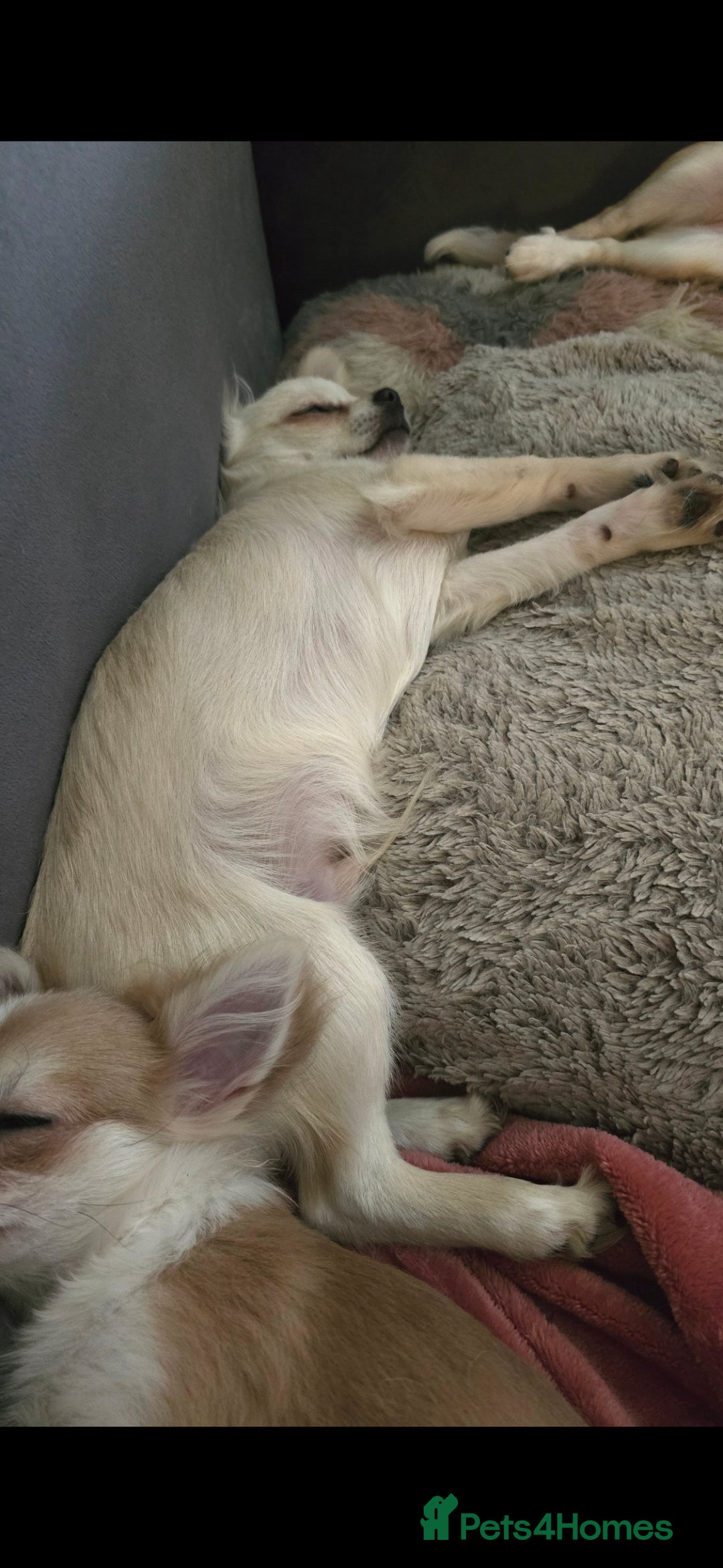 Chihuahua dogs for sale: Rocky ❤️ - Advert 6