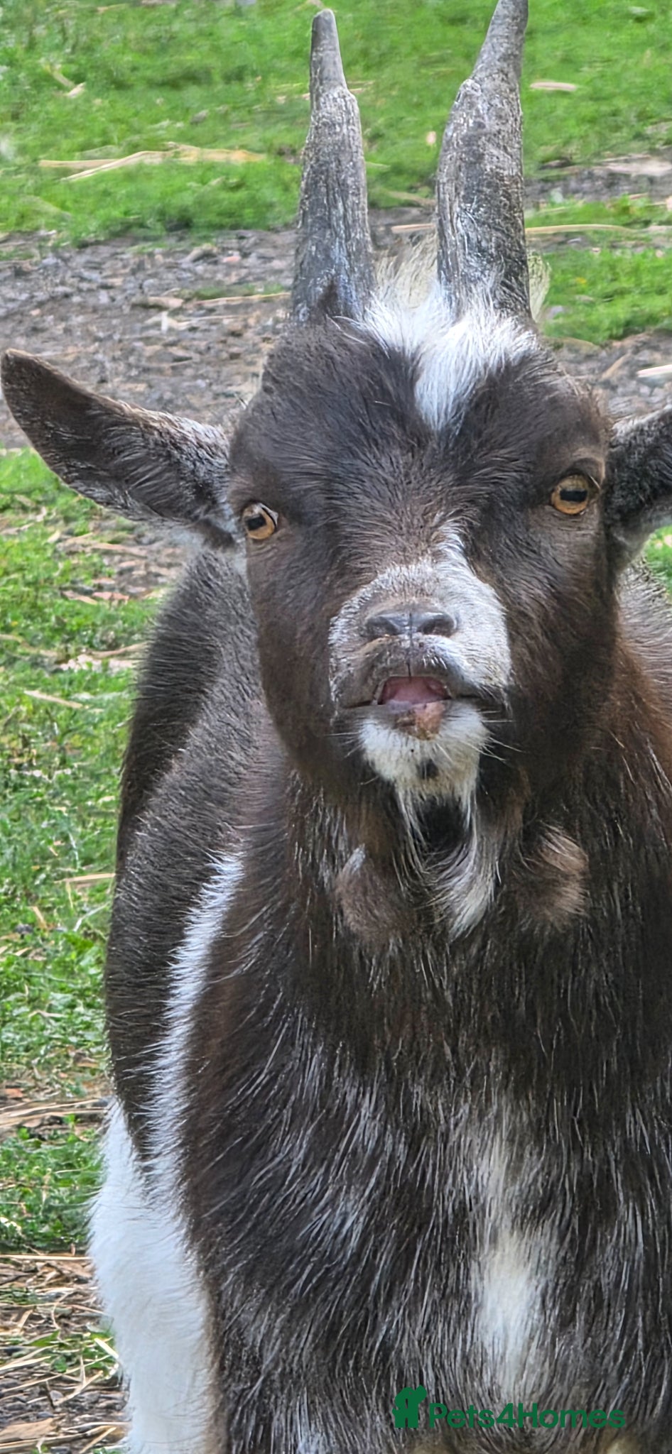 Goats livestock Pygmy billy  - Advert 10