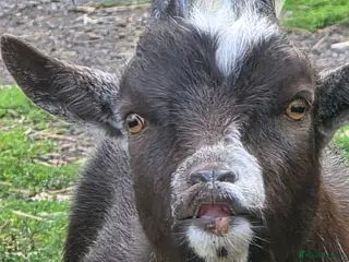 Goats livestock Pygmy billy - Advert 10