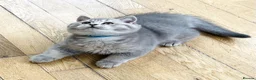 British Shorthair cats for sale: A Girl Available- GCCF/TICA British Shorthair  - Advert 11
