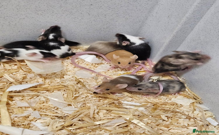 Mouse rodents - Advert 1
