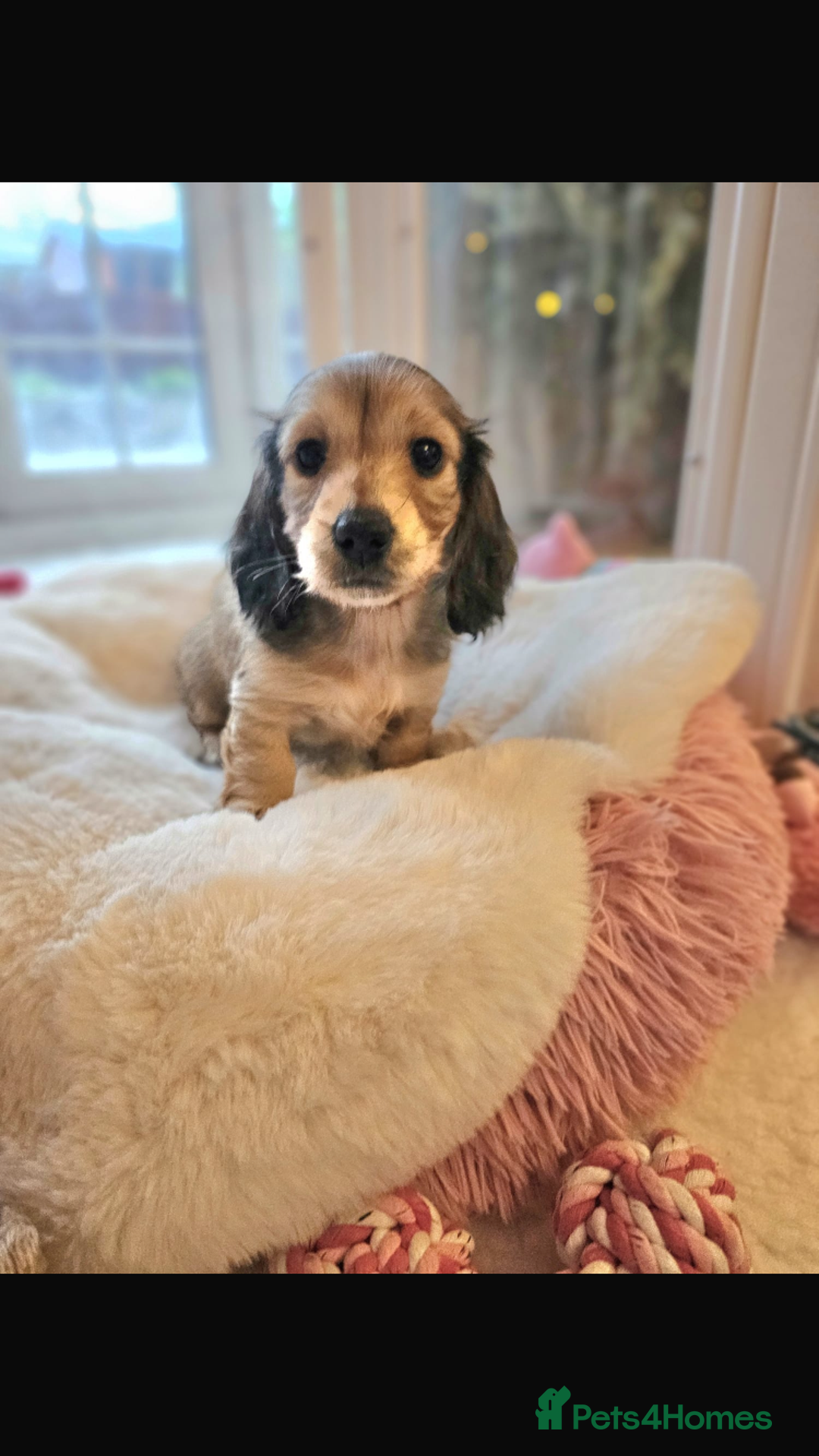 Miniature Dachshund dogs for sale: Beautiful  kc reg shaded cream girl - Advert 5