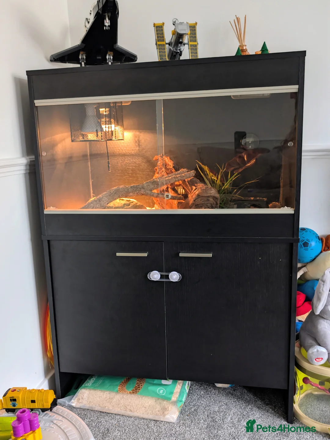 Corn Snake reptiles for sale: Gorgeous corn snake named Shreddy  in Hull - Advert 15