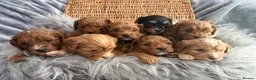 Cavapoo dogs for sale: EXTENSIVELY HEALTH TESTED F1?CAVAPOO BABIES  - Advert 16