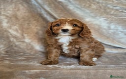 Cavapoo dogs for sale: Gorgeous Fox Red Cavapoo health tested parents  - Image 38