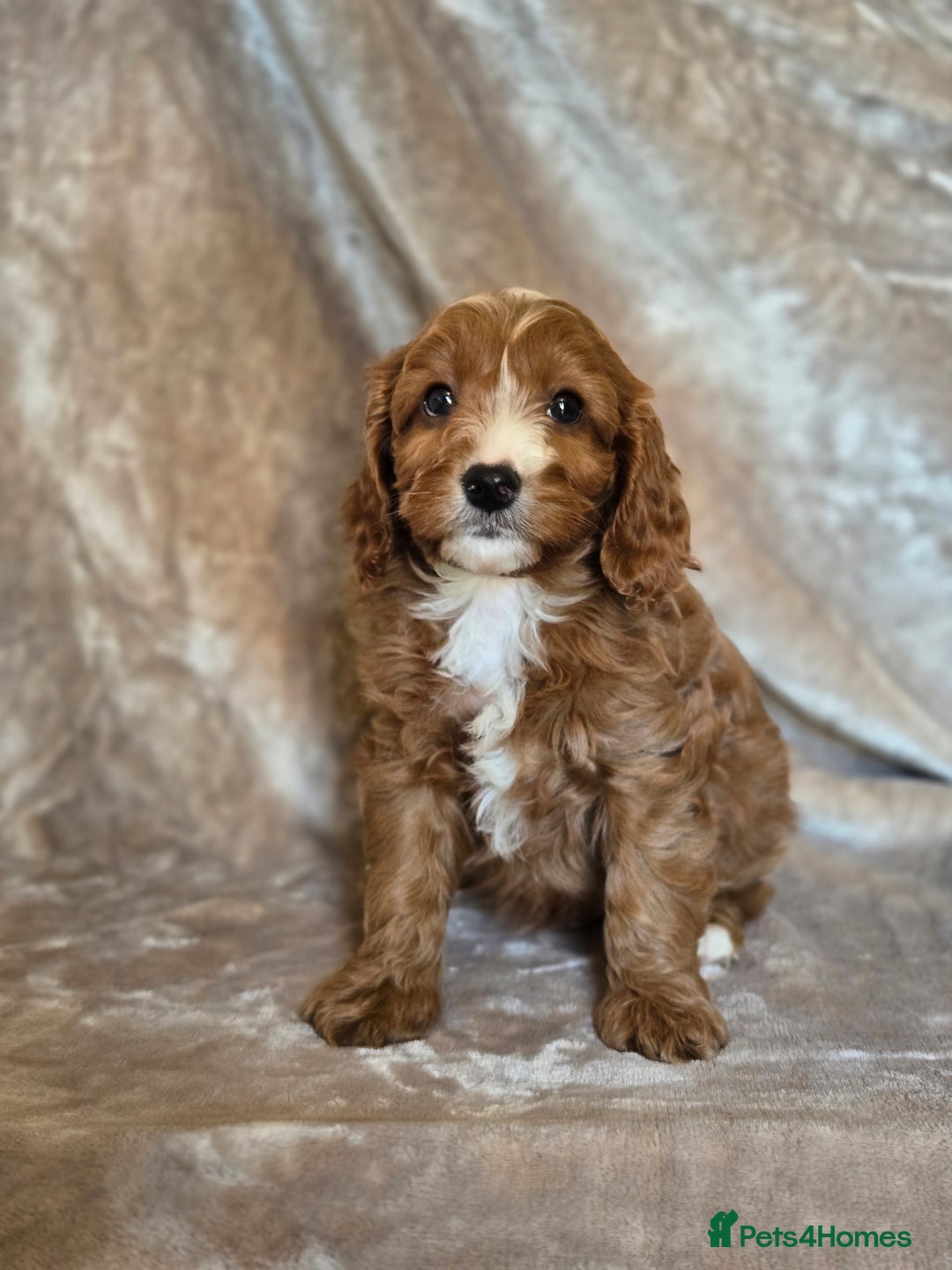 Cavapoo dogs for sale: Gorgeous Fox Red Cavapoo health tested parents  - Image 38