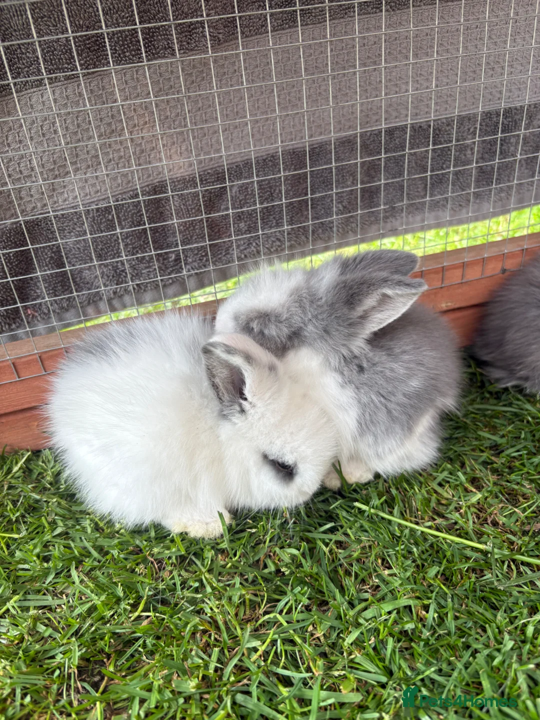 Lionhead rabbits for sale: Mini lion head rabbits  in Derby - Advert 7