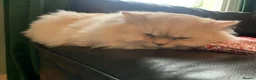 Mixed Breed cats for sale: Mixed Pointed Ragdoll & Persian  in London - Advert 2