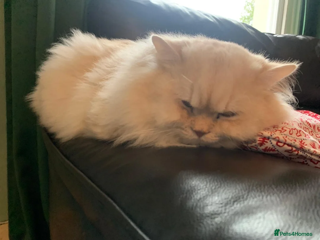 Mixed Breed cats for sale: Mixed Pointed Ragdoll & Persian  in London - Advert 2