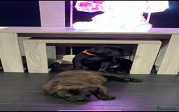 Mixed Breed dogs for sale: Cane corso x mail pups available.  - Advert 5