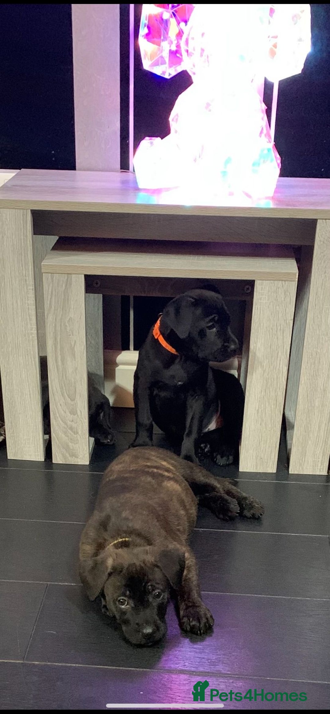 Mixed Breed dogs for sale: Cane corso x mail pups available.  - Advert 5