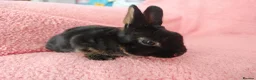 Rex rabbits for sale: Baby mini rex for sale  - Advert 2