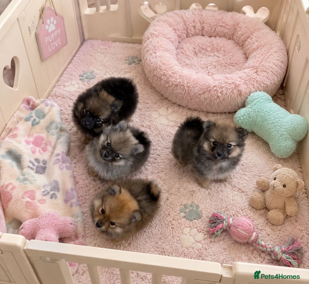 Pomeranian dogs Teddy Bear Pomeranians Eye Catching 🧸🧸🧸 - Advert 12
