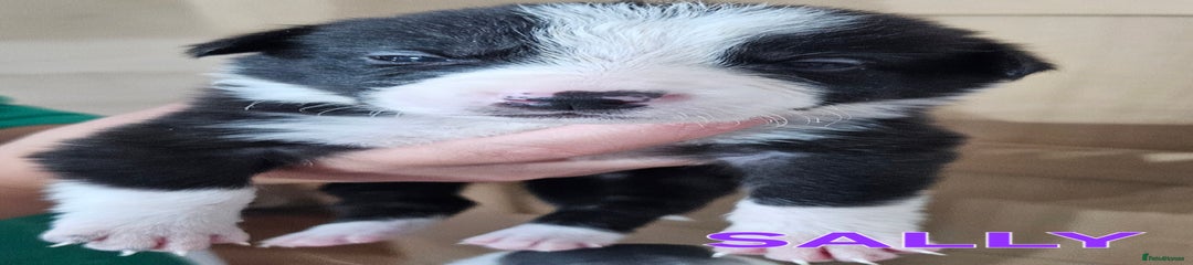 Border Collie Puppy 7