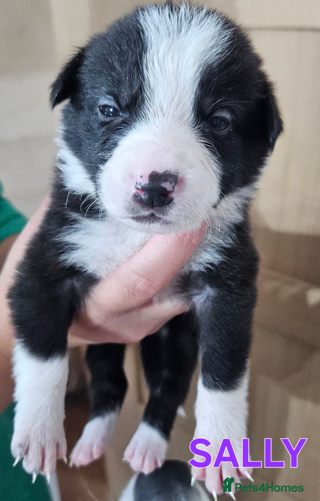 Border Collie dogs for sale: Border collie puppies for sale  - Image 11