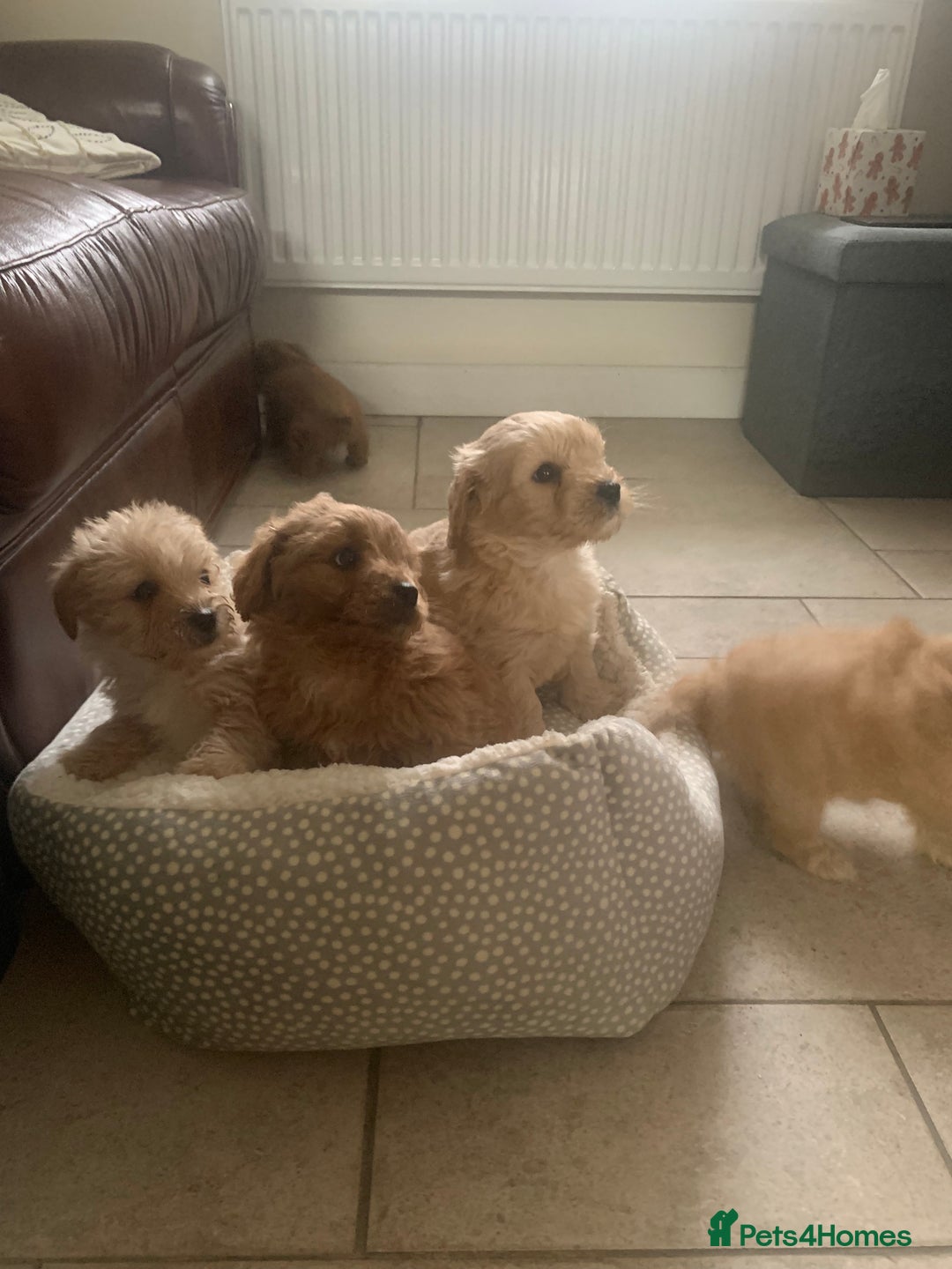 Mixed Breed dogs for sale: Cavapoo/Westiepoo - Advert 4