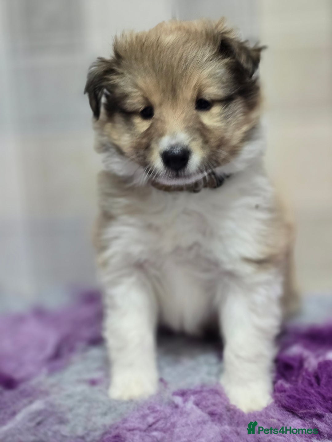 Shetland Sheepdog dogs for sale: Shetland sheepdog girl pups - Advert 4