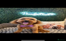 Cockapoo dogs for sale: Cockapoo puppies  - Image 18
