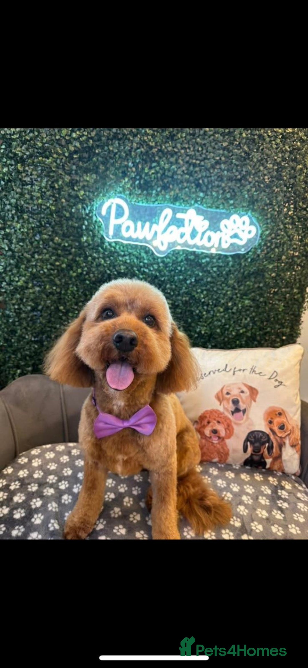 Cockapoo dogs for sale: Cockapoo puppies  - Image 18