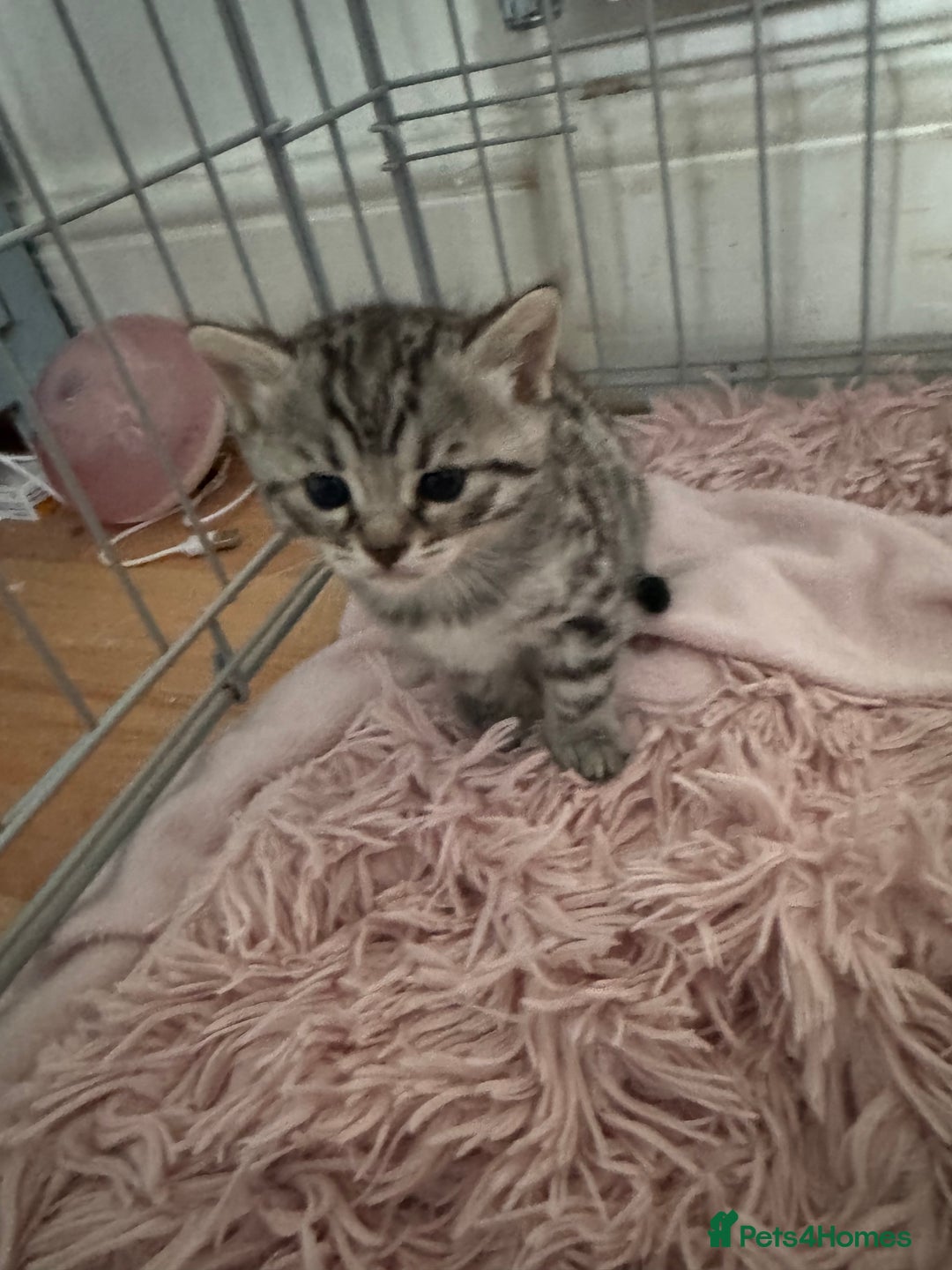 Bengal cats for sale: Beautiful Bengal Kittens - only GIRL available  - Advert 29