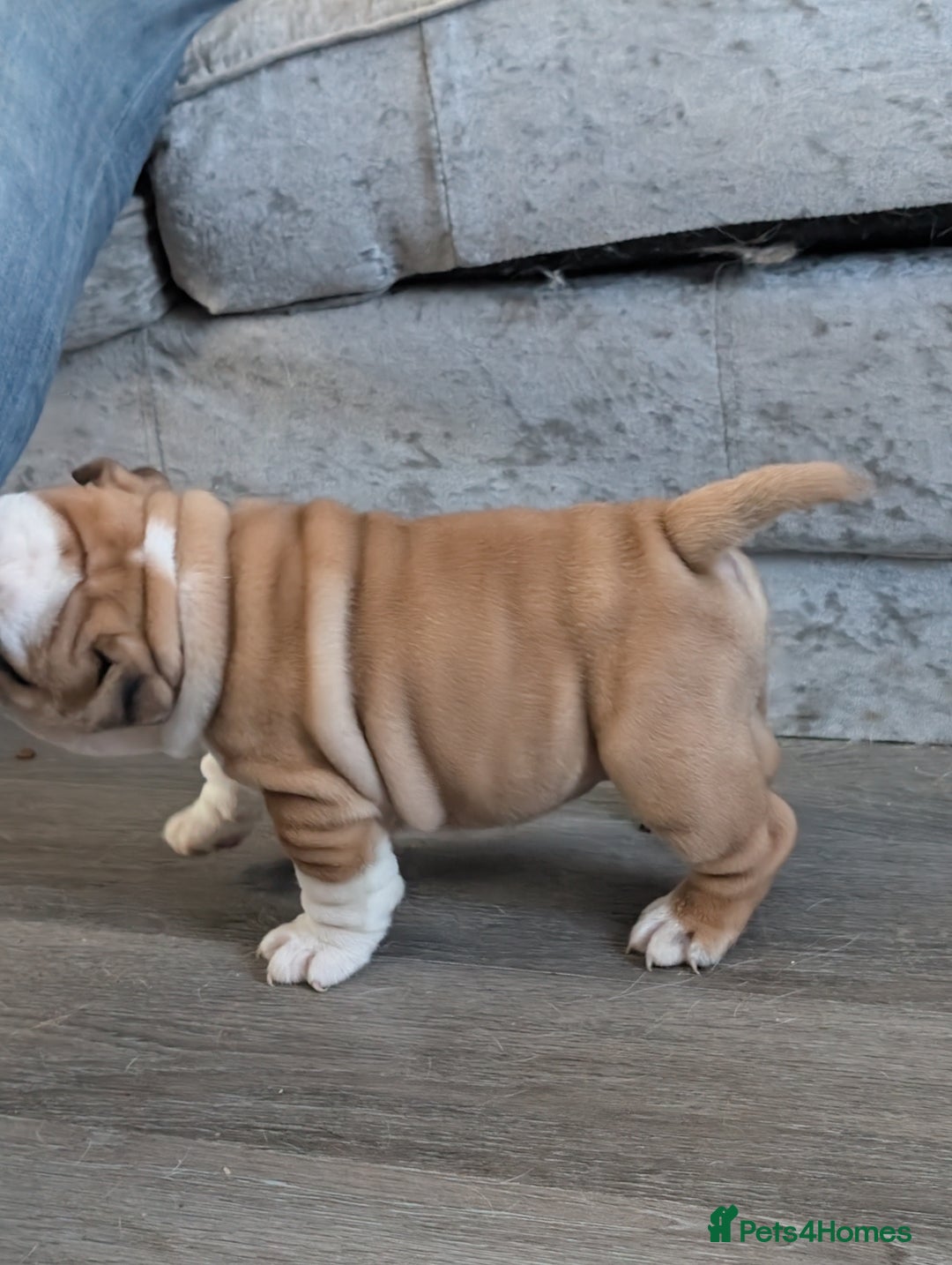 English Bulldog dogs for sale: Traditional British bulldogs pet only homes  - Image 10