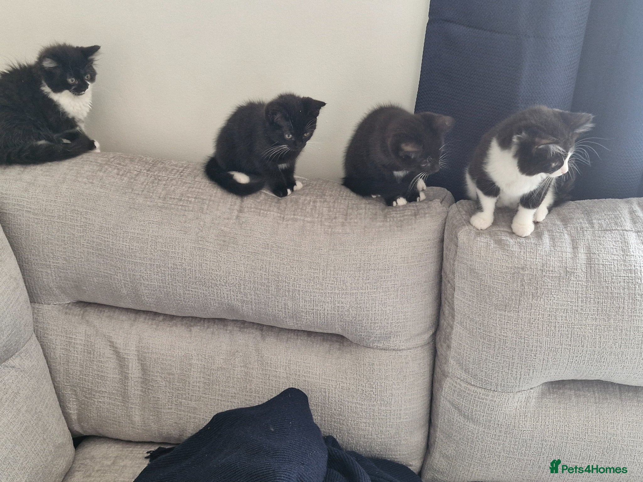 Mixed Breed cats for sale: Kittens for sale in Sutton-in-Ashfield - Advert 2