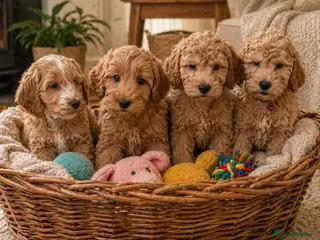 Cockapoo dogs Cockapoo Puppies F1b Show Type - Advert 5