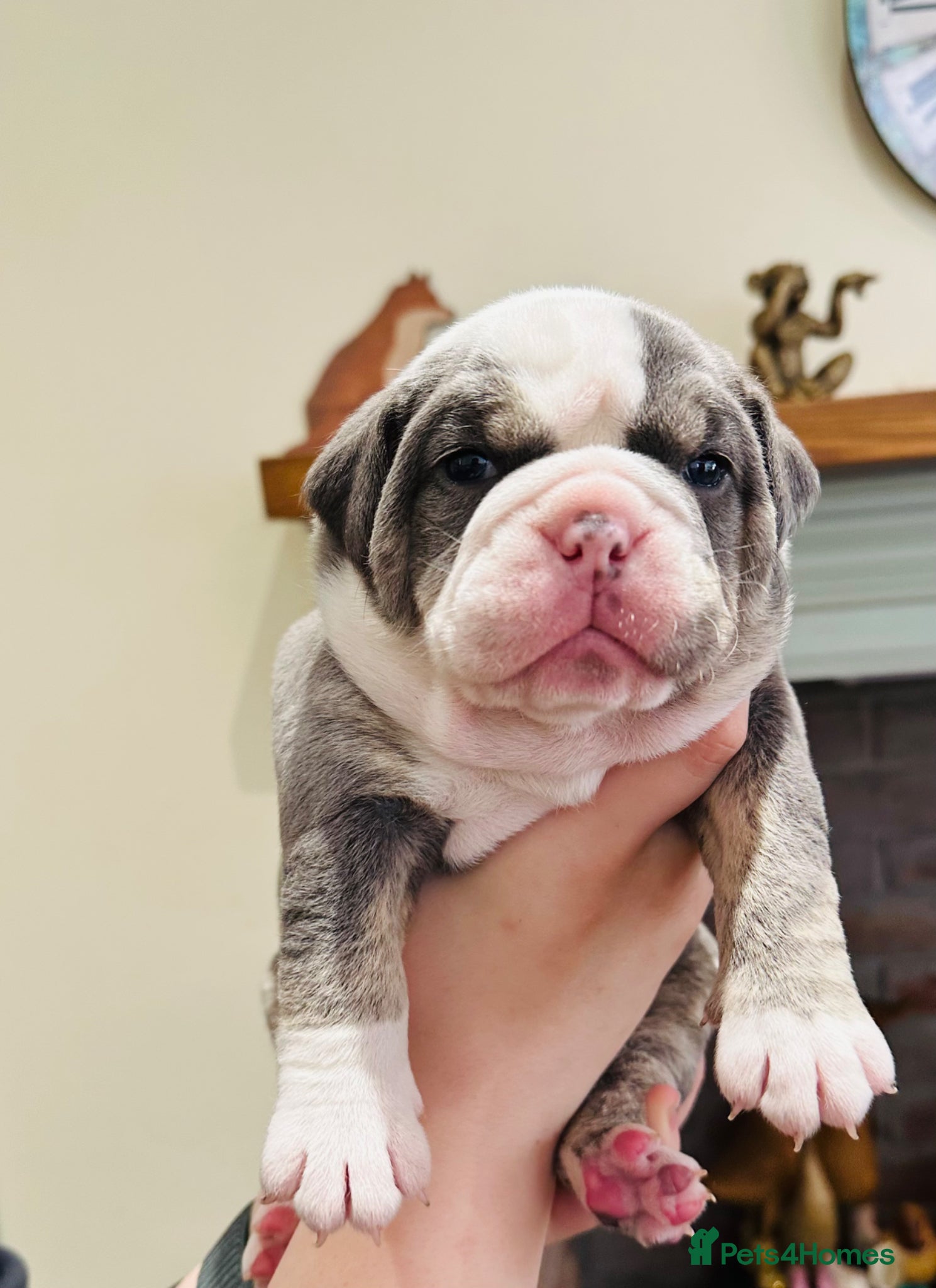 Dorset Olde Tyme Bulldogge dogs for sale: Beautiful true to the breed amazing quality🦍 - Advert 1