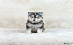 Pomsky dogs for sale: Stunning blue eyes F3 Pomsky puppies for sale  - Image 8