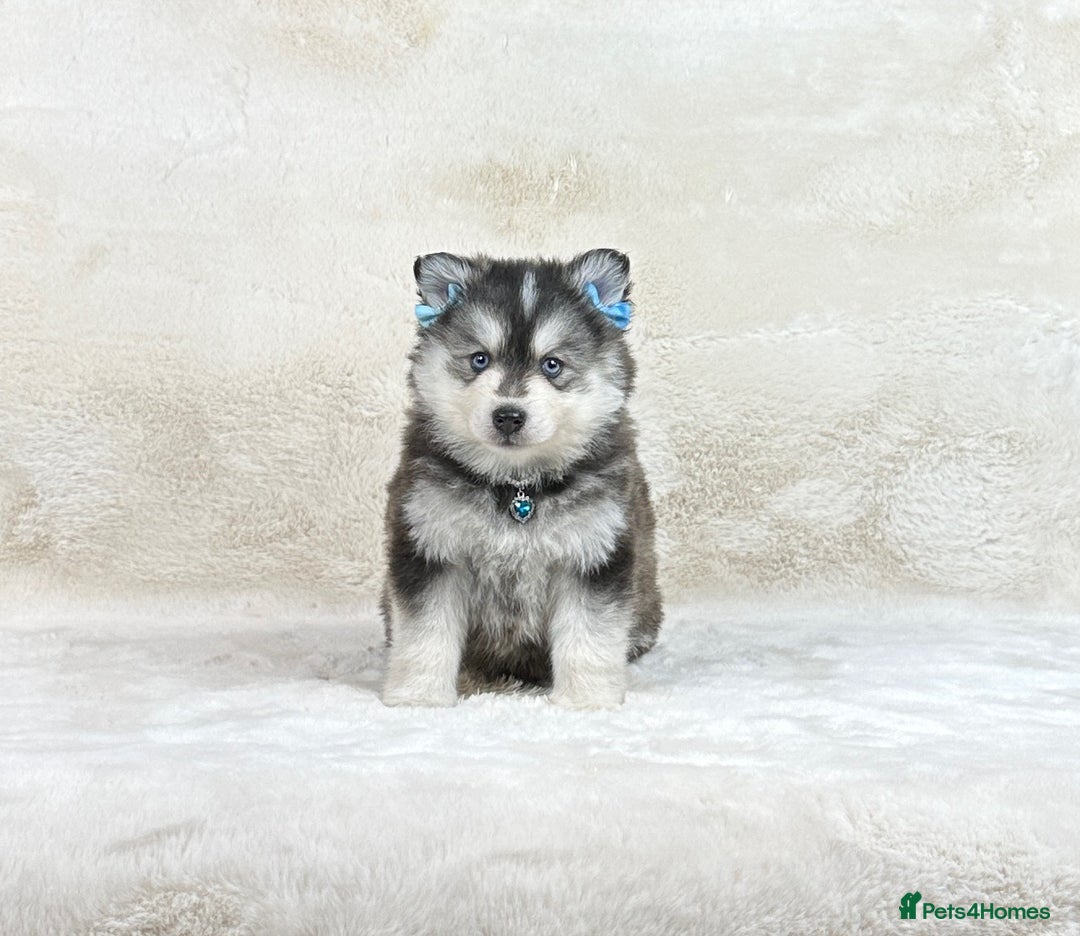 Pomsky dogs for sale: Stunning blue eyes F3 Pomsky puppies for sale  - Image 8