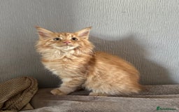 Maine Coon cats for sale: Ready now Maine Coon large Boys GCCF - Image 24