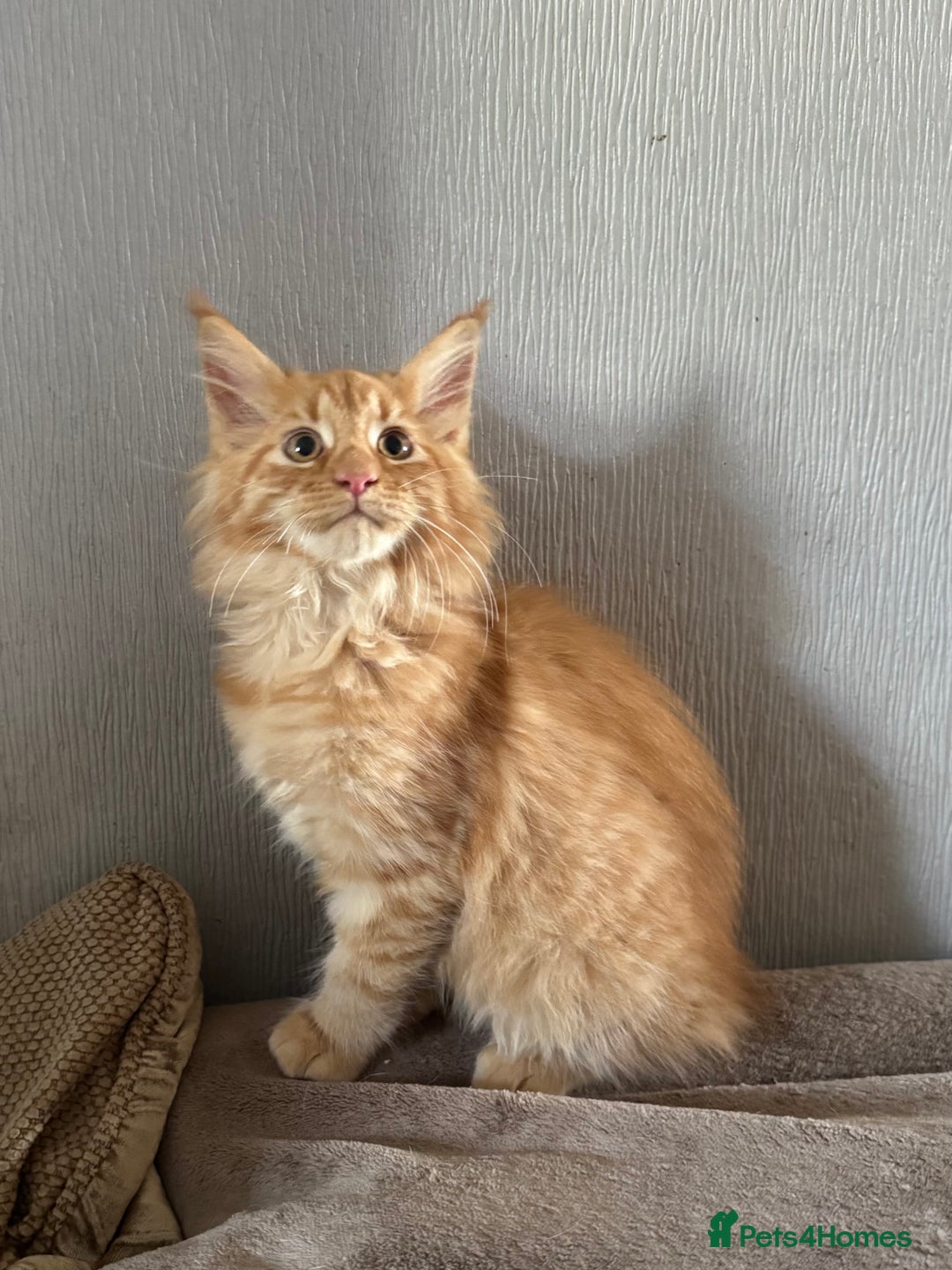 Maine Coon cats for sale: Ready now Maine Coon large Boys GCCF - Image 24