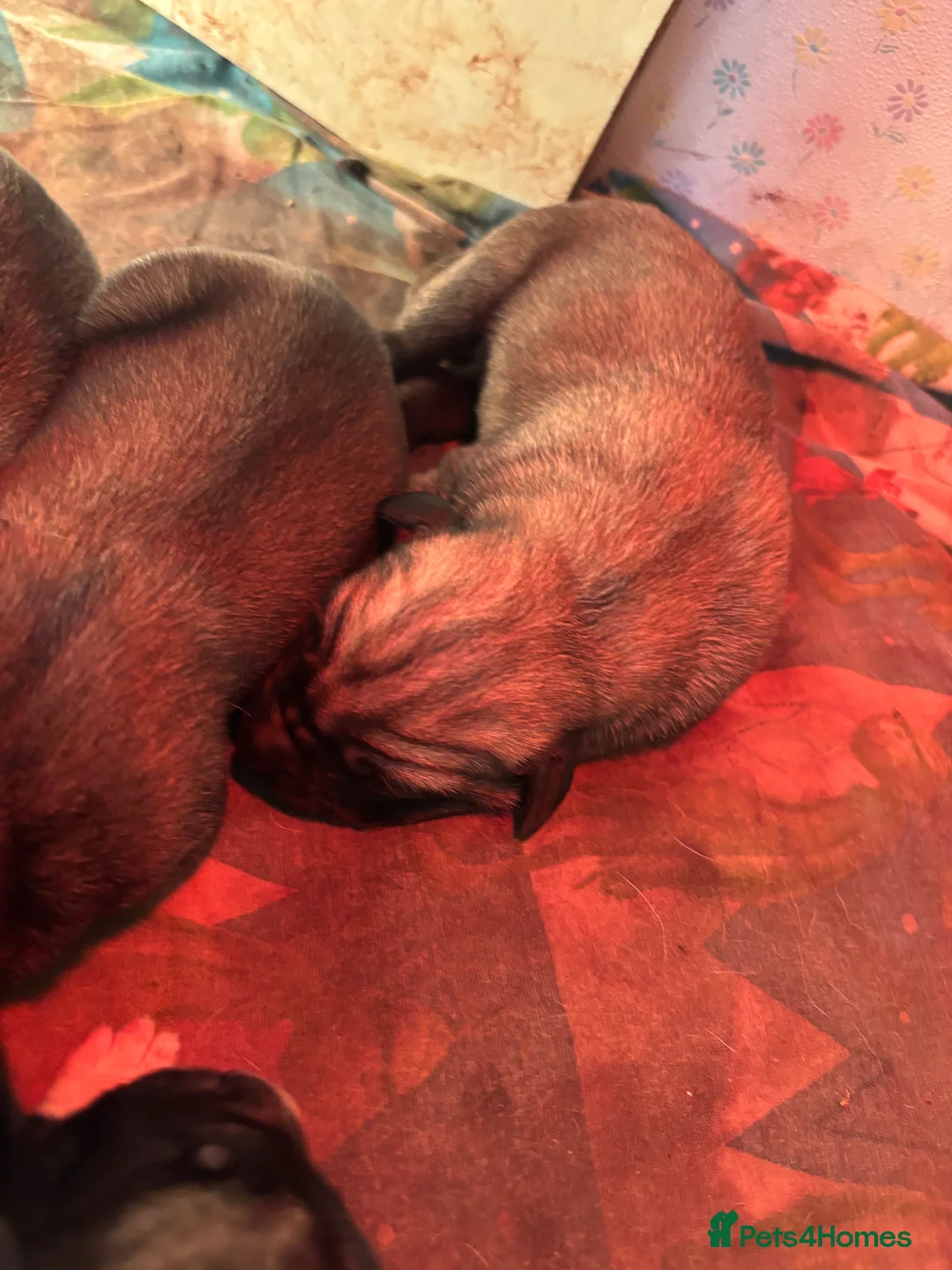 Anatolian Shepherd dogs for sale: Beautiful litter 5 girls left  - Advert 10