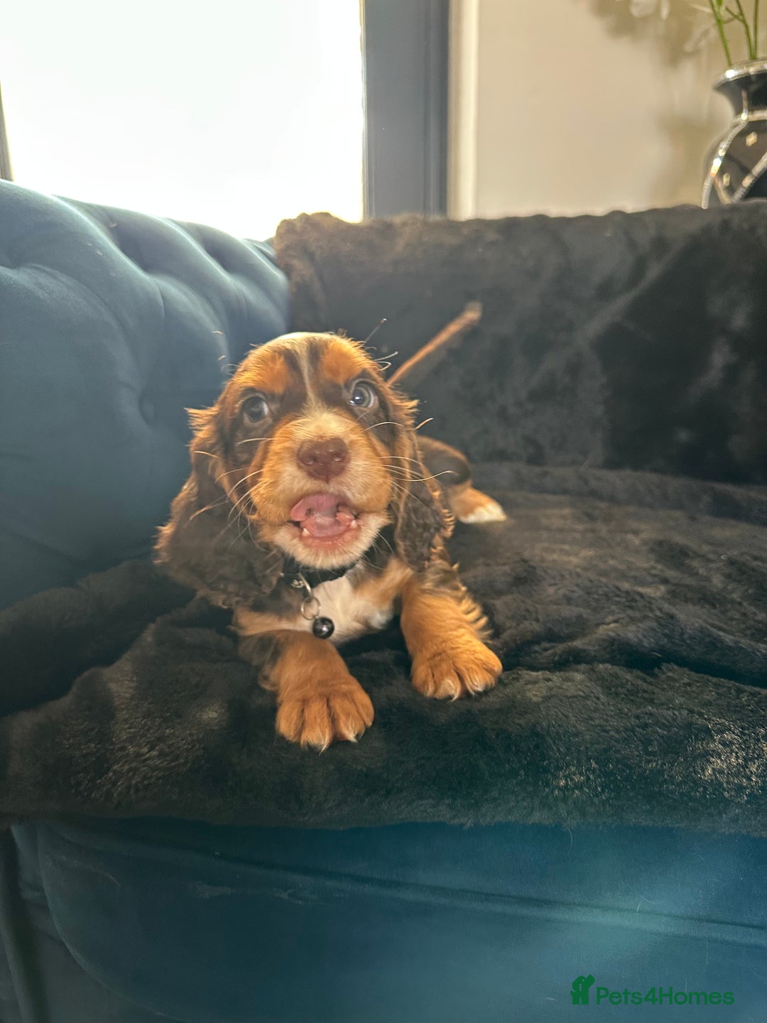 Cocker Spaniel dogs for sale: BEAUTIFUL LITTER OF TRICOLOURED COCKER SPANIELS  - Image 39
