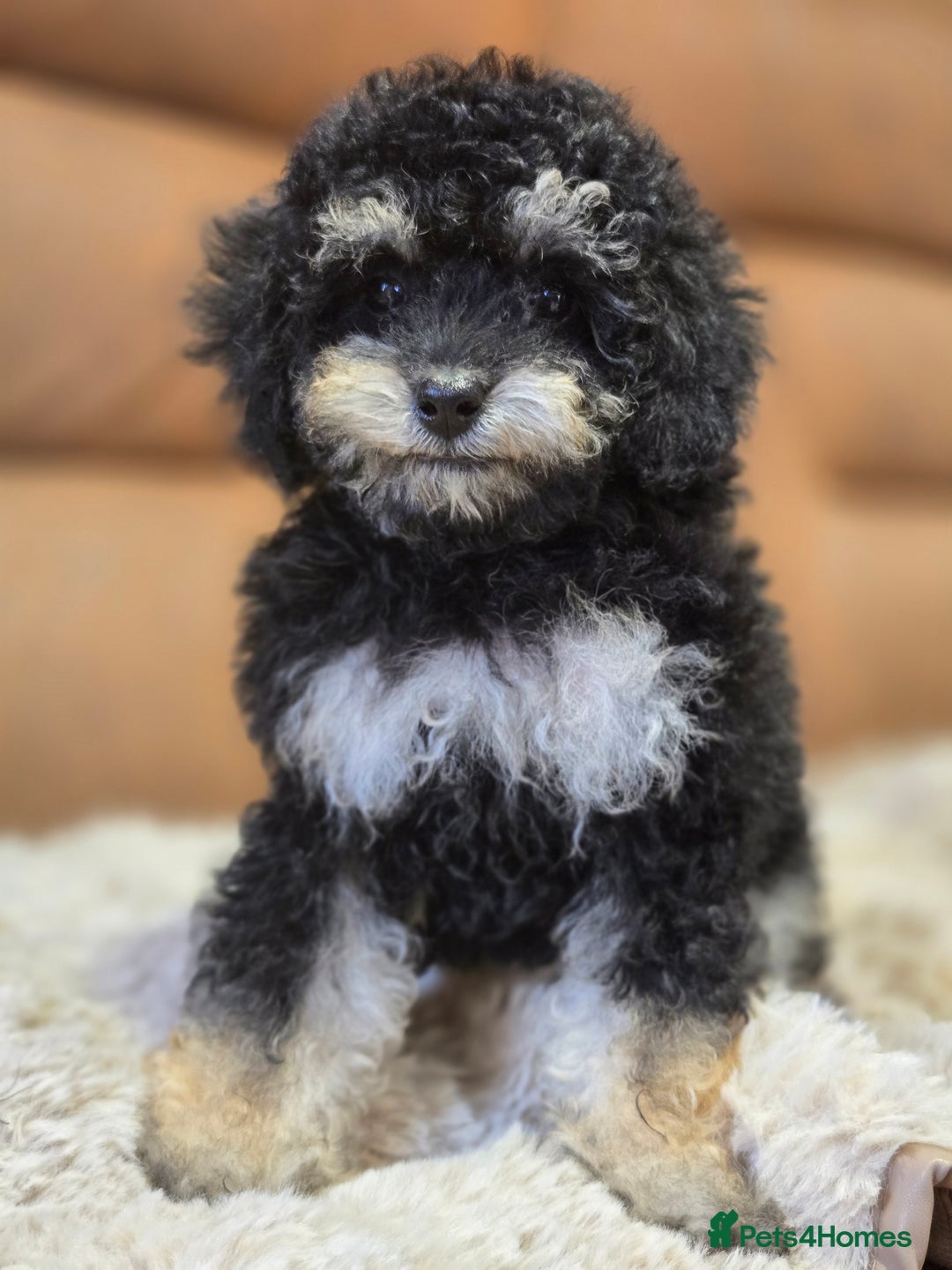 Toy Poodle dogs for sale: Gorgeous Tiny Toy Poodle Pups  - Image 11