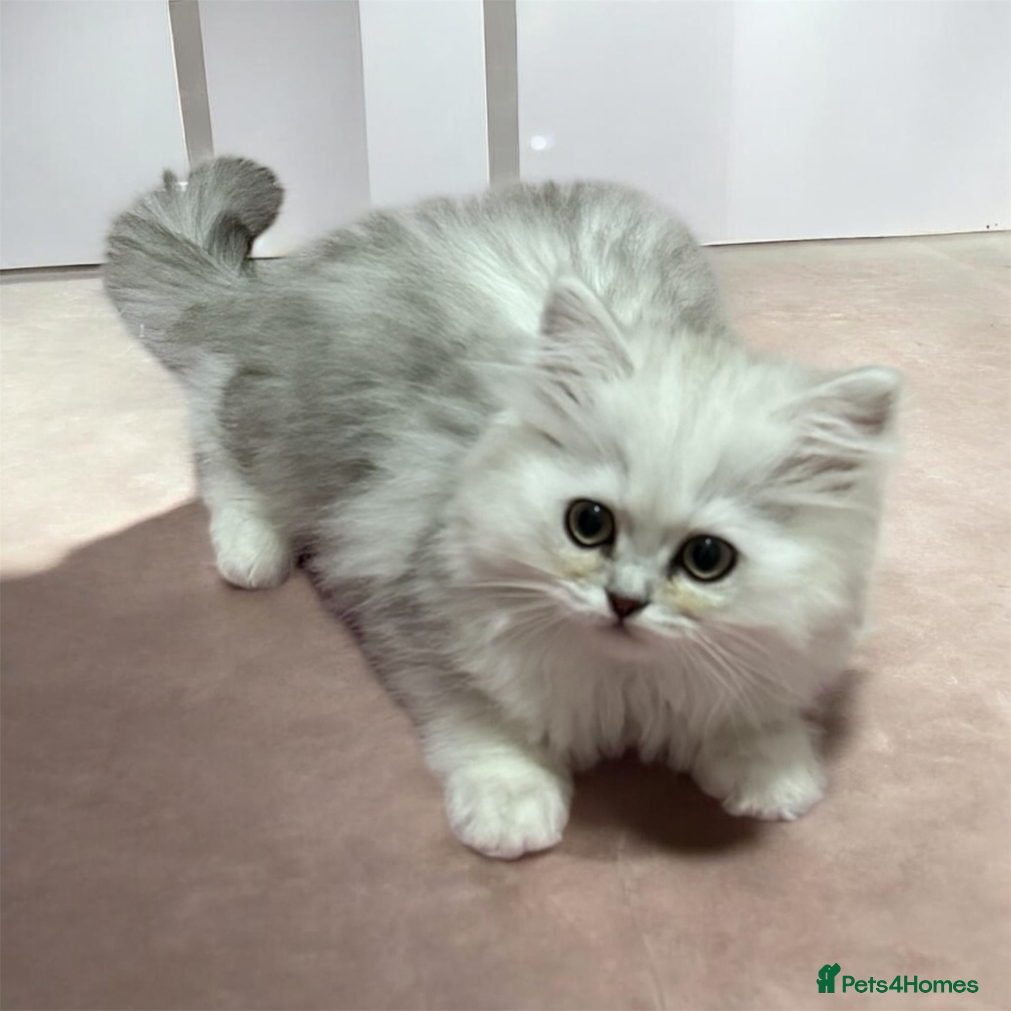 British Shorthair cats Persian Kittens-Only 1 Left!! - Advert 7