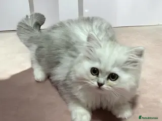 British Shorthair cats Persian Kittens-Only 1 Left!! - Advert 7