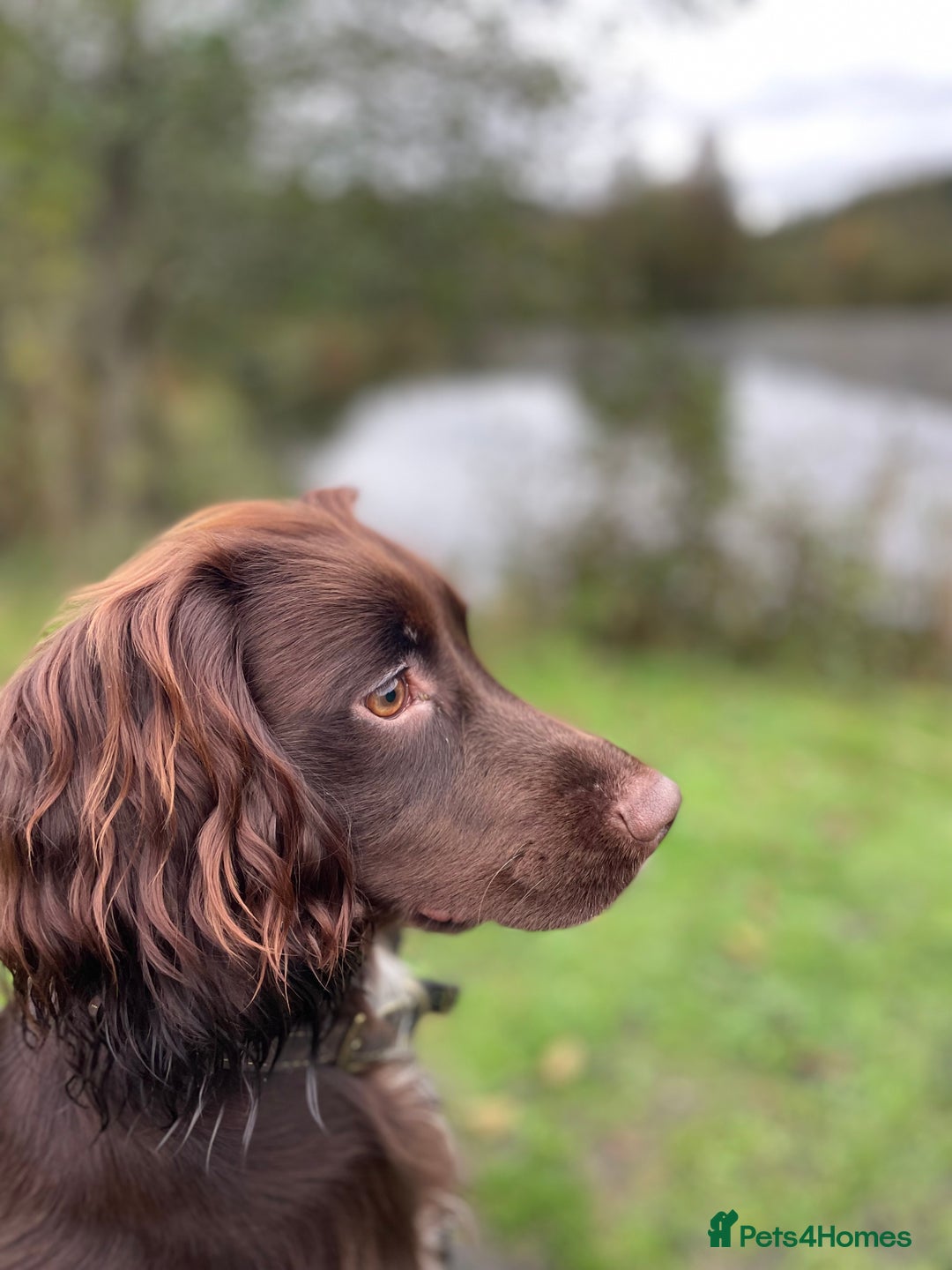 Cocker Spaniel dogs for stud: Chocolate working cocker  - Advert 5