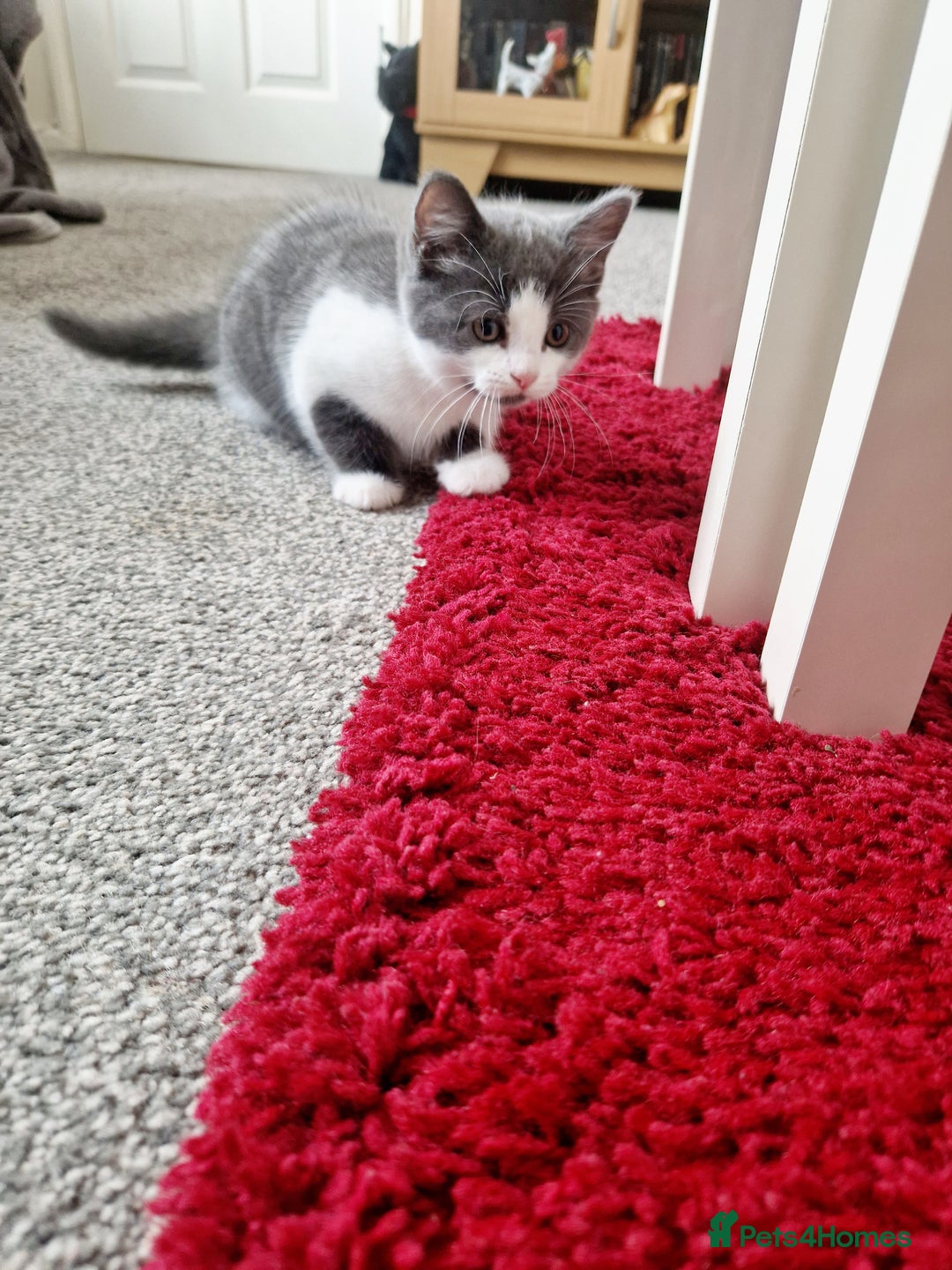Mixed Breed cats for sale: British shorthair Cross kittens  - Image 12