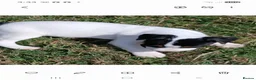 Jack Russell dogs for sale: Jack Russell puppies for sale - Advert 5