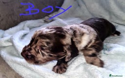 Cocker Spaniel dogs for sale: Working Cocker Spaniel Puppies - Advert 4