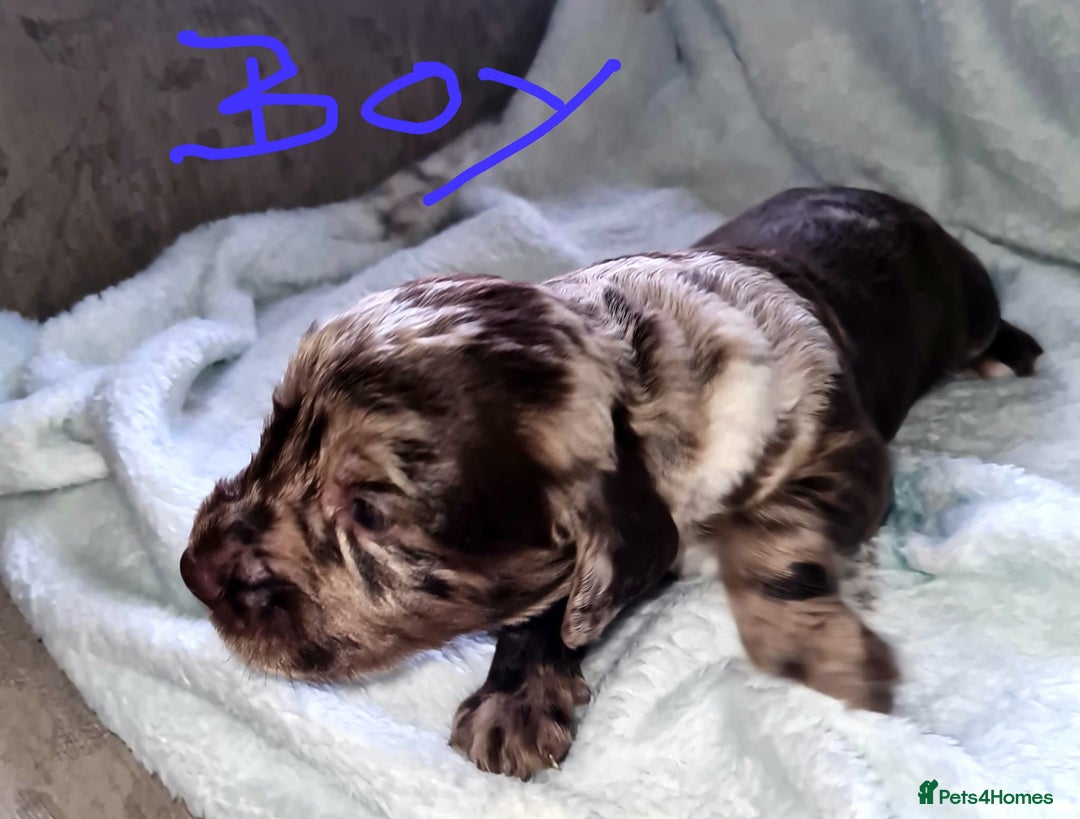 Cocker Spaniel dogs for sale: Working Cocker Spaniel Puppies - Advert 4