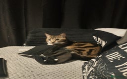 Bengal cats for sale: Loving Bengal cat looking for a new home  - Image 9