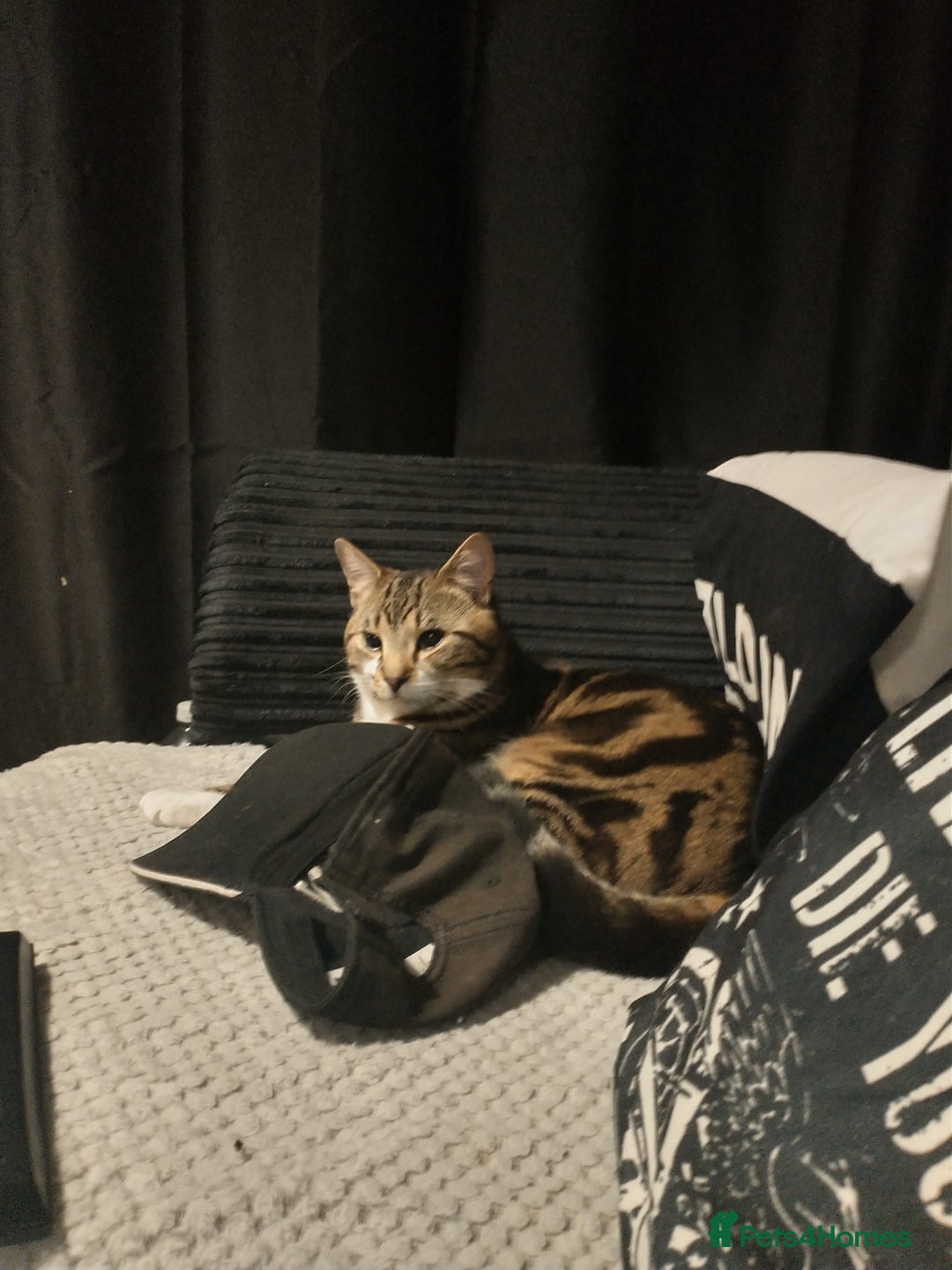 Bengal cats for sale: Loving Bengal cat looking for a new home  - Image 9