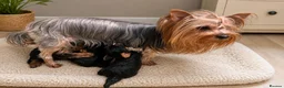 Yorkshire Terrier dogs for sale: Mini Yorkshire Terrier Puppies  - Advert 19