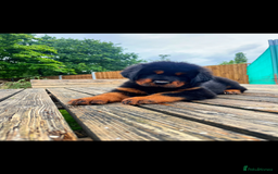 Tibetan Mastiff dogs for sale: 6 Tibetan Mastiff Puppies - Image 12